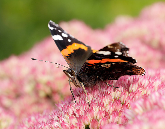 Red Admiral Vanessa atalanta