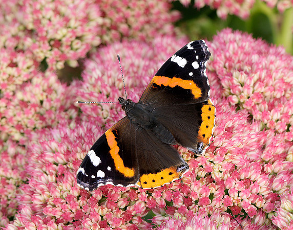 Red Admiral Vanessa atalanta