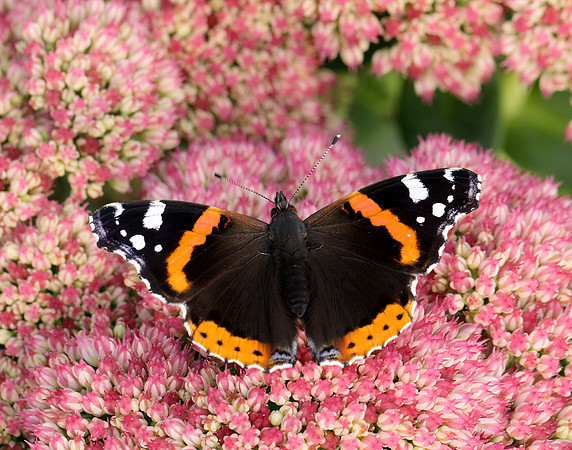 Red Admiral Vanessa atalanta