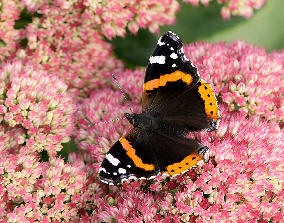 Red Admiral Vanessa atalanta
