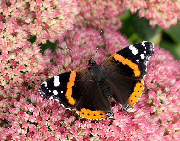 Red Admiral Vanessa atalanta