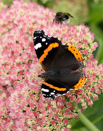 Red Admiral Vanessa atalanta
