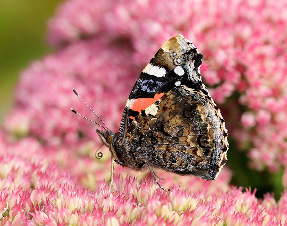 Red Admiral Vanessa atalanta