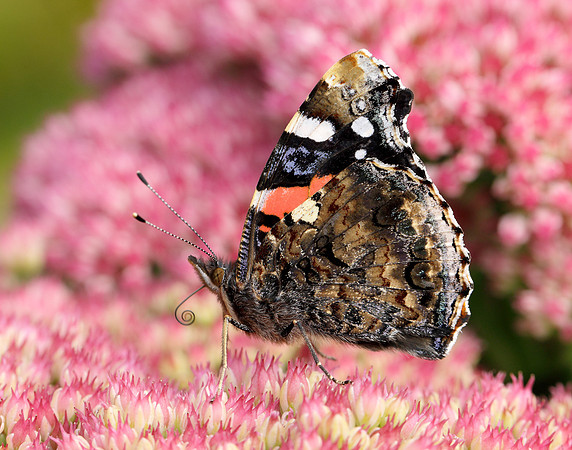 Red Admiral Vanessa atalanta