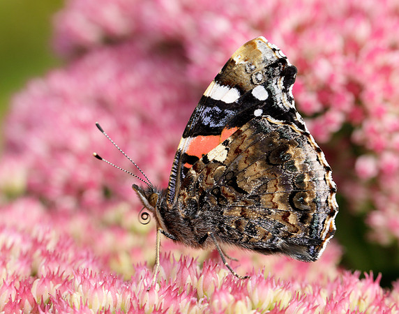 Red Admiral Vanessa atalanta