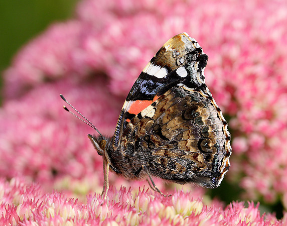 Red Admiral Vanessa atalanta