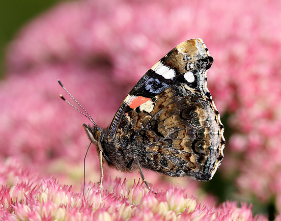 Red Admiral Vanessa atalanta