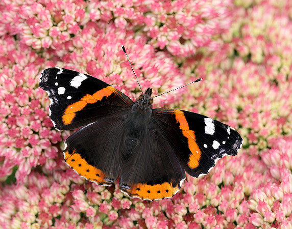 Red Admiral Vanessa atalanta