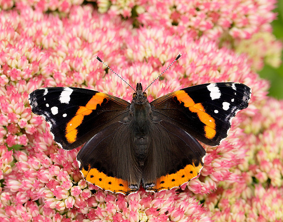 Red Admiral Vanessa atalanta