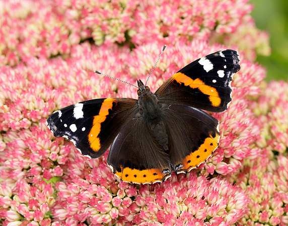 Red Admiral Vanessa atalanta