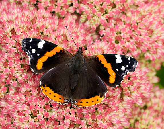 Red Admiral Vanessa atalanta