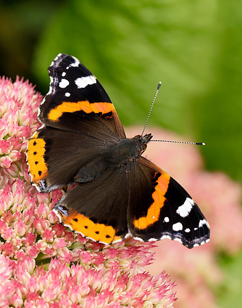 Red Admiral Vanessa atalanta
