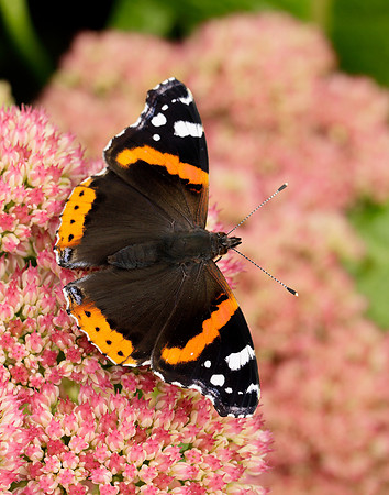 Red Admiral Vanessa atalanta