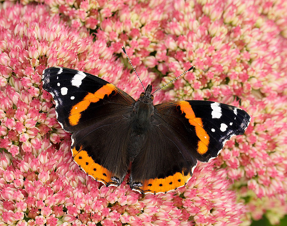 Red Admiral Vanessa atalanta
