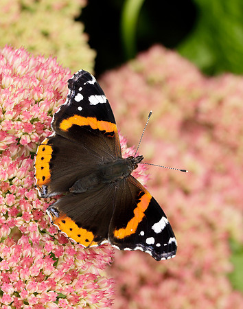 Red Admiral Vanessa atalanta