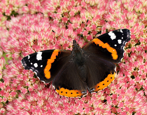 Red Admiral Vanessa atalanta