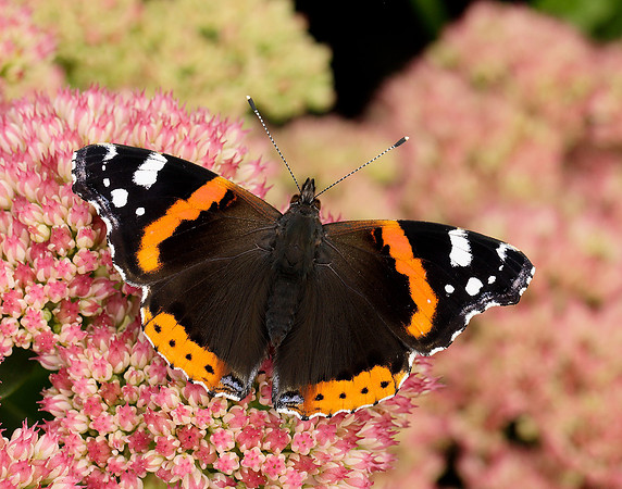 Red Admiral Vanessa atalanta