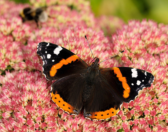 Red Admiral Vanessa atalanta