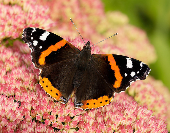 Red Admiral Vanessa atalanta