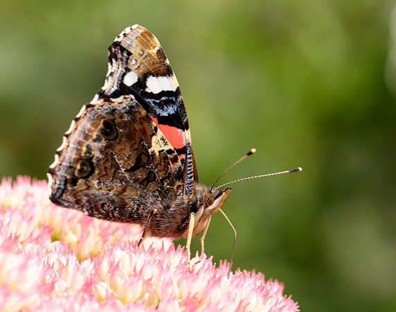 Red Admiral Vanessa atalanta