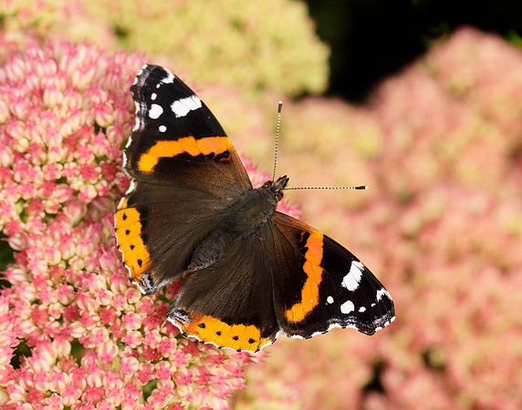 Red Admiral Vanessa atalanta