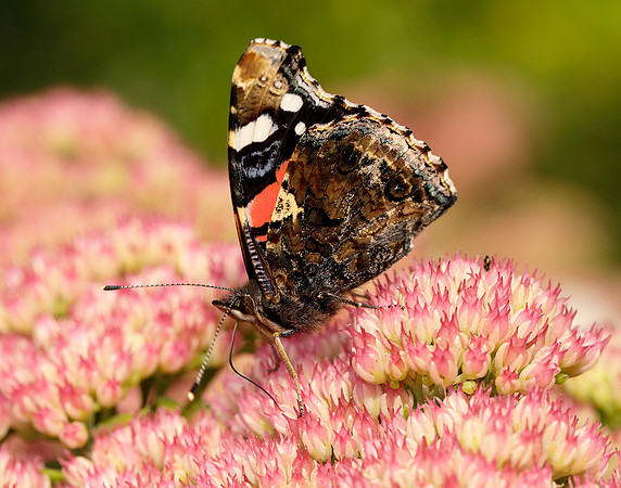 Red Admiral Vanessa atalanta