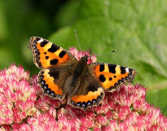 Small Tortoiseshell Aglais urticae