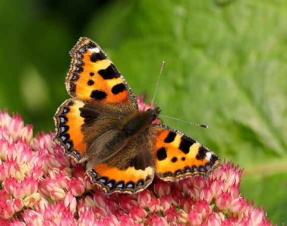 Small Tortoiseshell Aglais urticae