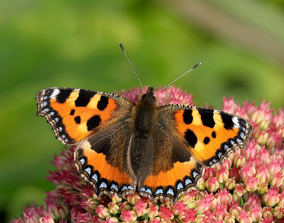 Small Tortoiseshell Aglais urticae