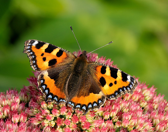 Small Tortoiseshell Aglais urticae