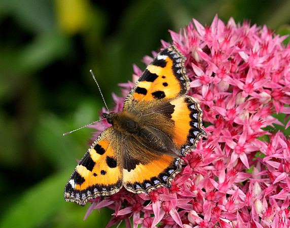 Small Tortoiseshell Aglais urticae