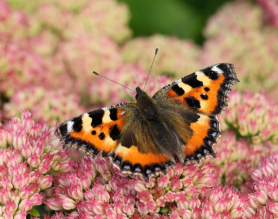 Small Tortoiseshell Aglais urticae