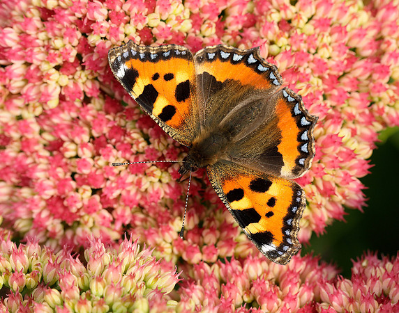 Small Tortoiseshell Aglais urticae