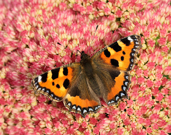 Small Tortoiseshell Aglais urticae