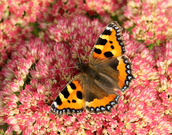 Small Tortoiseshell Aglais urticae