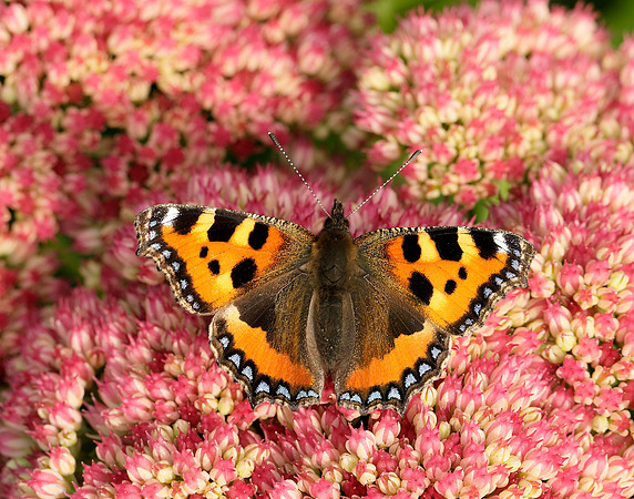 Small Tortoiseshell Aglais urticae