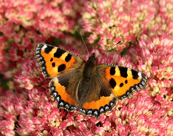 Small Tortoiseshell Aglais urticae