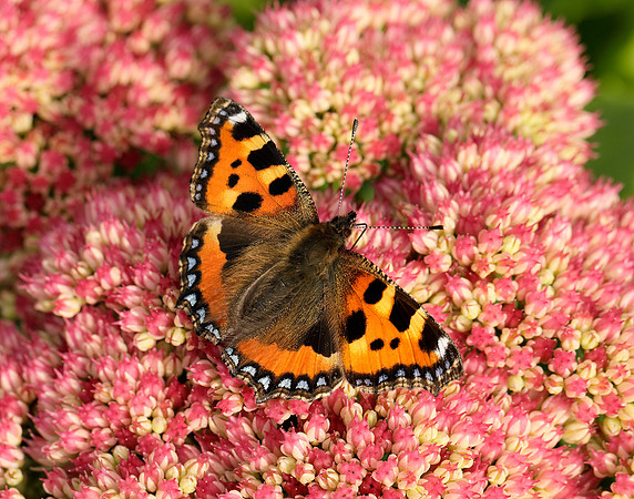 Small Tortoiseshell Aglais urticae