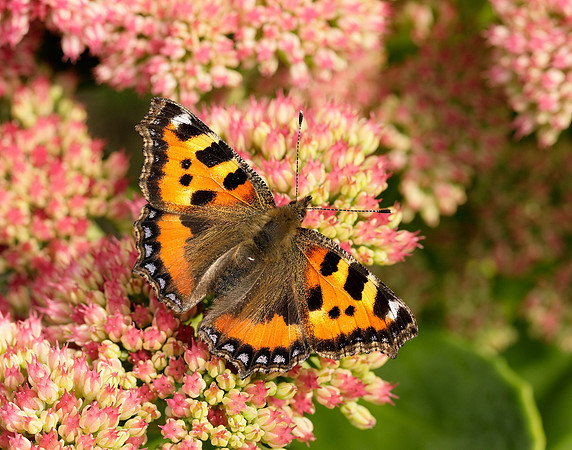 Small Tortoiseshell Aglais urticae