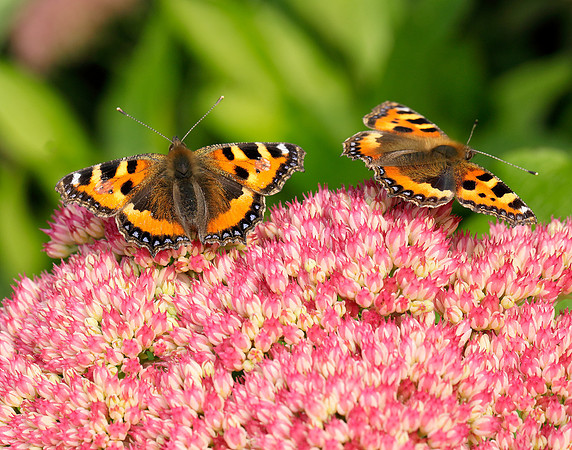 Butterflies on sedum