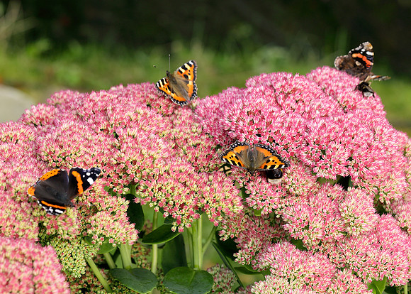 Butterflies on sedum