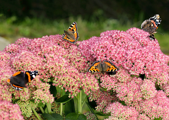 Butterflies on sedum