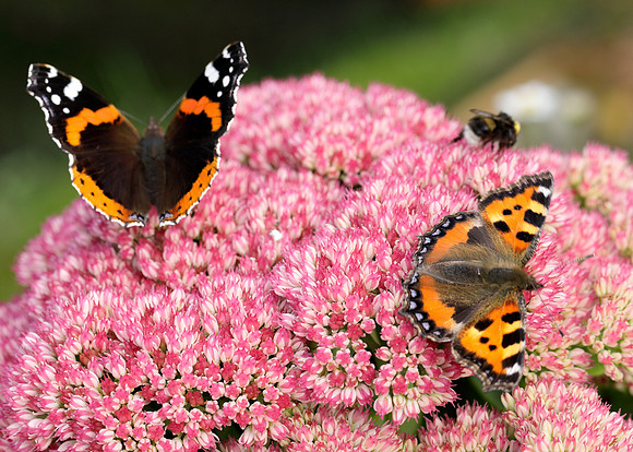 Butterflies on sedum