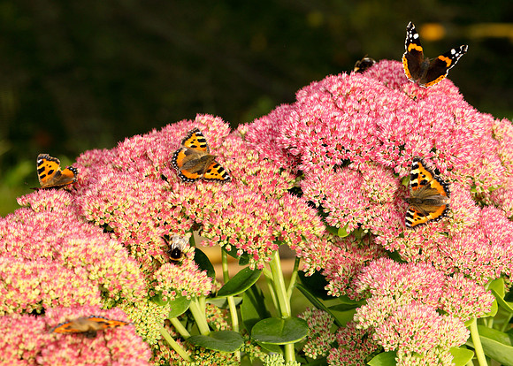 Butterflies on sedum