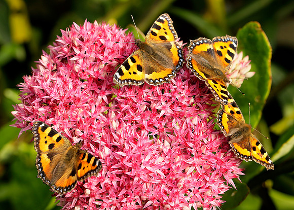 Butterflies on sedum