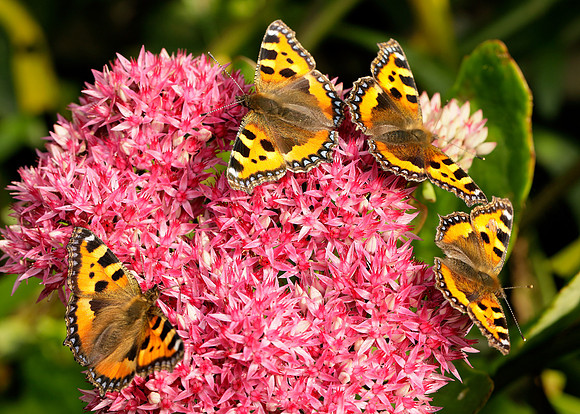 Butterflies on sedum