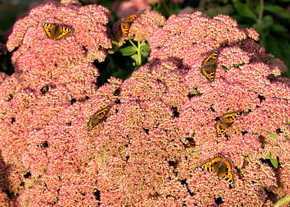 Butterflies on sedum