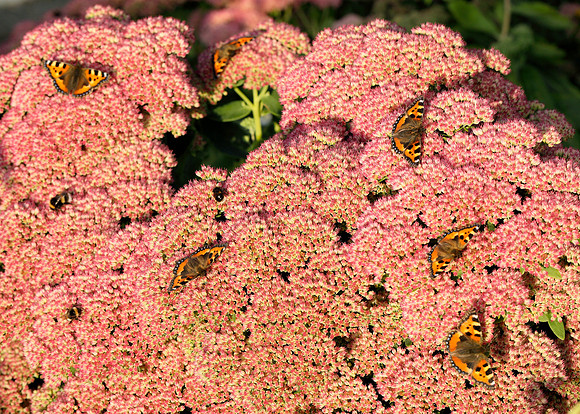 Butterflies on sedum