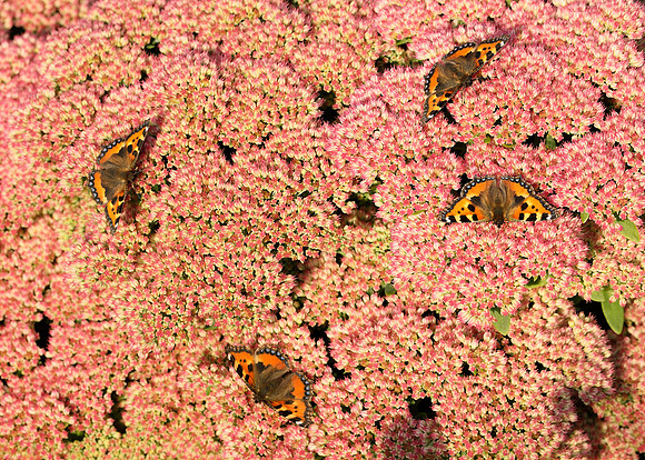 Butterflies on sedum