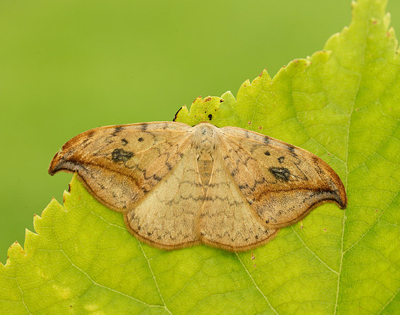 65.005 BF1648 Pebble Hook-tip Drepana falcataria